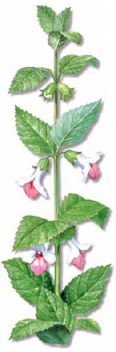 TORONGILSYLVESTER (melittismelissophyllum) - HIPERnatural.COM