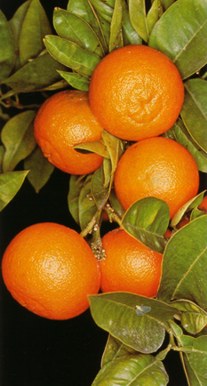 Toronjo (citrusaurantium) - HIPERnatural.COM