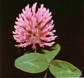 TREBOL (trifolium arvense) - HIPERnatural.COM