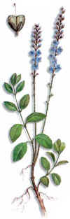 TRIACA (vernicaveronicaofficinalis) - HIPERnatural.COM