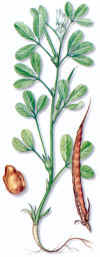 TRIGONELA (alholva trigonella foenum-graecum) - HIPERnatural.COM