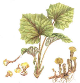 Coltsfoot () - HIPERnatural.COM