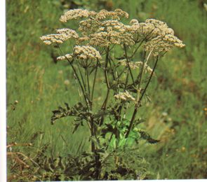 URSINAFALSA (heracleumsphondyllum) - HIPERnatural.COM
