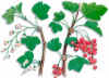 UVADESEORA (groselleroribesrubrum) - HIPERnatural.COM