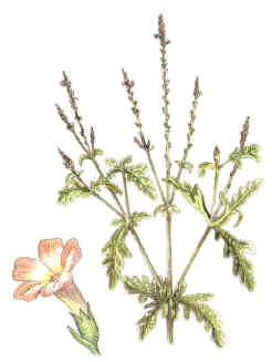 VERBENA () - HIPERnatural.COM
