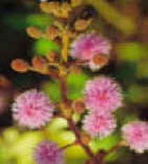 Honteux (mimosaalbida) - HIPERnatural.COM