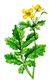 VERRUGUERA (chelidoniummajus) - HIPERnatural.COM