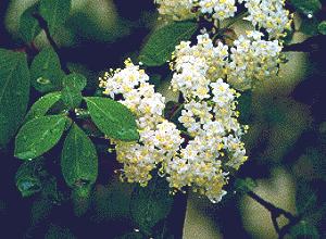VIBURNO (viburnumprunifolium) - HIPERnatural.COM
