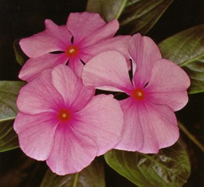 VICARIA (catharanthus roseus) 