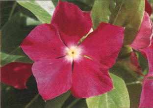 Periwinkle () - HIPERnatural.COM