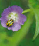 PURPLEDOMAINE (anodacristata) - HIPERnatural.COM