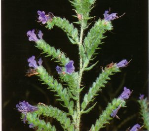 VIVRORERA (echiumvulgare) - HIPERnatural.COM