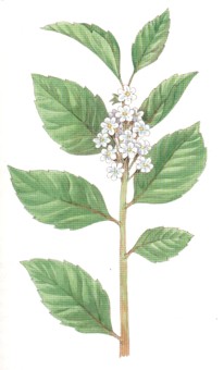 HIERBAMATE ((ilexparaguariensis)) - HIPERnatural.COM