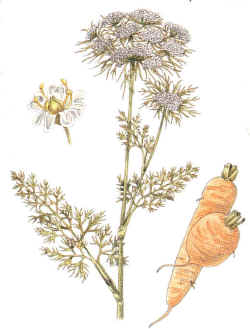 CARROT () - HIPERnatural.COM