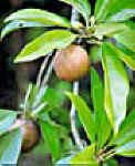 ZAPOTE (papayocaricapapaya) - HIPERnatural.COM