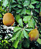 ZapoteEAU (pachiraacutica) - HIPERnatural.COM