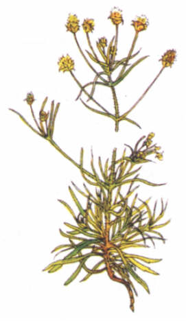 psyllium () - HIPERnatural.COM