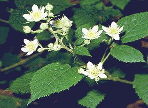 ZARZA (rubusfruticosus) - HIPERnatural.COM
