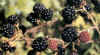 ZARZANEDA (zarzarubusfruticosus) - HIPERnatural.COM