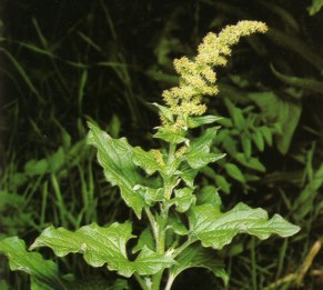 Bag (chenopodiumbonus-henricus) - HIPERnatural.COM